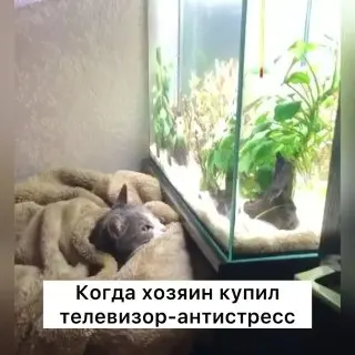 Рост тревожности у домашних кошек: как миллениалы влияют на питомцев