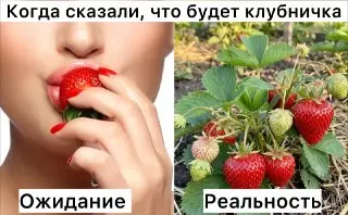 Мужчина потерял почти миллион рублей на инвестициях в клубнику