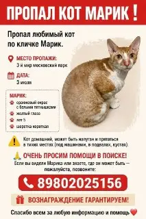 Кот Марик вернулся домой: счастливый финал поисков питомца