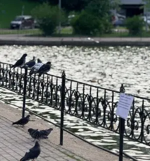 На пруду в Чертаново установили табличку о штрафах за кормление голубей