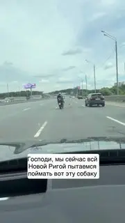 Водители остановили движение на Новорижском шоссе ради спасения собаки