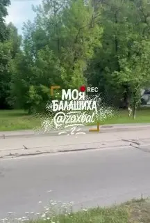 Раненый лось в Балашихе: жители в панике из-за бездействия служб