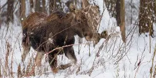 Москвичи выбрали имена для лосей в парке «Лосиный Остров»