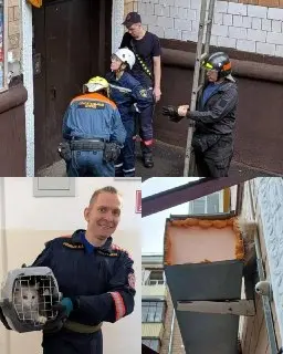 Спасатели вызволили кота из западни в Подмосковье
