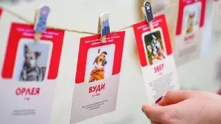 ВДНХ: Фестиваль «Моспитомец» поможет найти дом собакам и кошкам