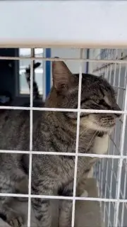 Приютские котики: новые дома, спасение и борьба за здоровье