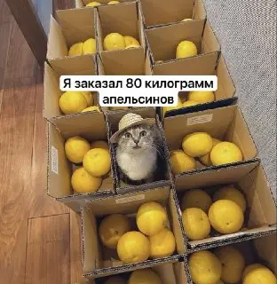 Жара увеличивает импульсивные покупки: как температура влияет на потребительское поведение