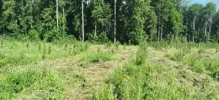 Серпуховские леса: уход за молодняком продолжается