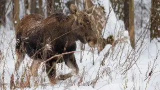Дети выбрали имена для пяти лосей в Лосином Острове
