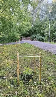 В Городне высадили молодые дубовые саженцы для новой аллеи