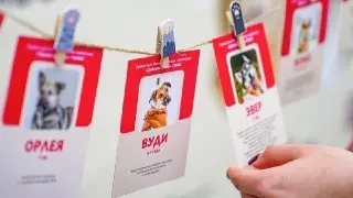 Фестиваль «Моспитомец»: Помощь животным на ВДНХ 11 июля