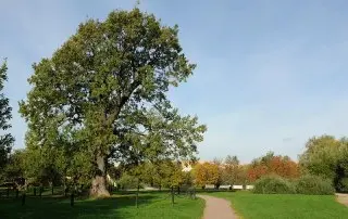 Старый дуб в Кучино: историческая память и легенды