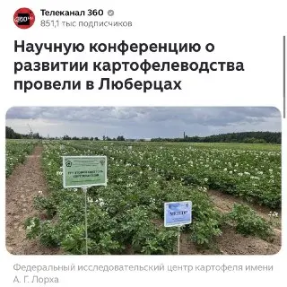 Картофелеводство в Люберцах: Ученые обсудили новые технологии