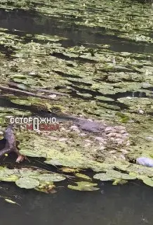 Массовая гибель рыбы в Клязьме: жители требуют проверки