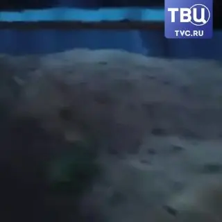 Ураган Разрушил Приют: Собаки Вышли на Свободу