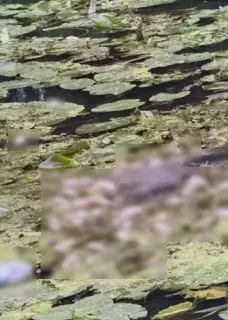 Массовая гибель рыбы в Клязьме вызывает беспокойство жителей