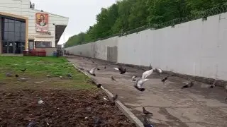 Популяция чаек в Москве выросла в шесть раз за 20 лет