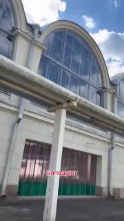 Число чаек в Москве и Подмосковье увеличилось в шесть раз