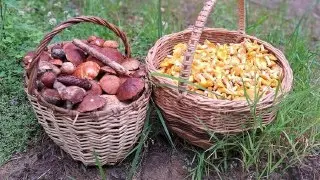 Грибной Бум в Подмосковье: Что Ожидать Летом