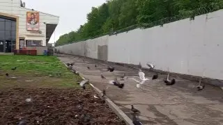 Чаек в Москве стало больше: горожане жалуются на шум и агрессию
