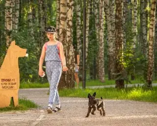 Новые Правила Выгула Домашних Животных в Подмосковье