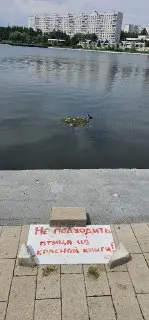 Редкие Чомги Обосновались на Пруду: Не Беспокойте Птиц