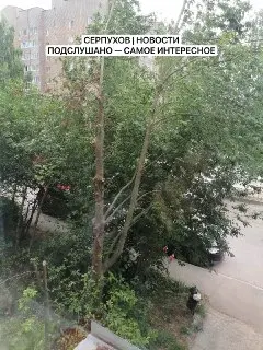 Опасное дерево: жители требуют проверки обрезки во дворе
