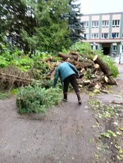 В Подмосковье уничтожают зеленые насаждения: жители бьют тревогу