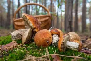 Грибной сезон в Подмосковье: ожидается богатый урожай в июле