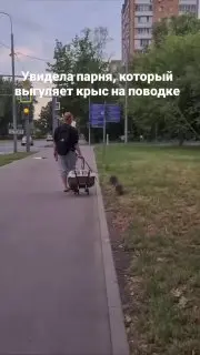 Москвич выгулял нутрий на поводке: необычное зрелище в столице