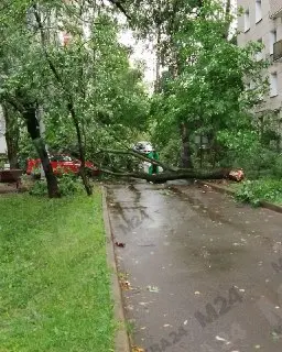 Москва: 50 деревьев рухнули из-за непогоды, 11 на авто