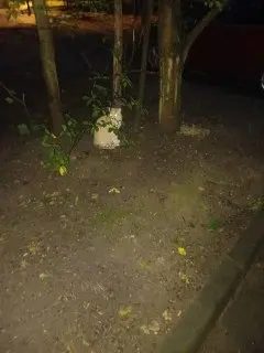 Рыжий кот ищет дом в старом городе