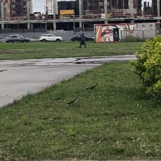 В парке Спартак гнездятся редкие чибисы: бережем природу!