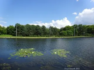 Белые кувшинки расцвели на Малом пруду