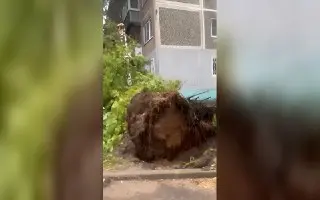 Непогода в Москве: десятки деревьев рухнули на дороги и машины
