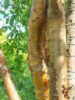 Библиотекари обсудили экологию и культуру на лаборатории