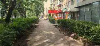 Замена бордюров повредила корни деревьев