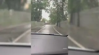 Дерево рухнуло на авто: последствия непогоды в регионе