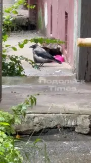 Ворона устроила конфликт с котами из-за еды