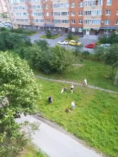 Жители Павлино недовольны дрессировкой собак под окнами