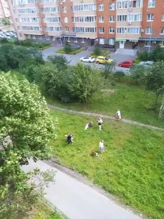 Собачья Дрессировка в Павлино: Проблемы с Газоном
