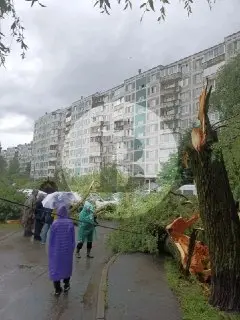 Сильный ветер в Богородском: Поваленные деревья и отключения света