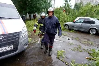 Сильный ветер повалил более 50 деревьев: экстренные службы на месте