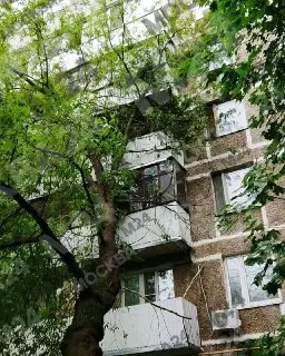 В Москве упало 50 деревьев из-за непогоды: последствия ликвидированы