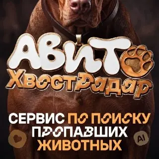 Авито запускает ИИ-сервис для поиска пропавших животных