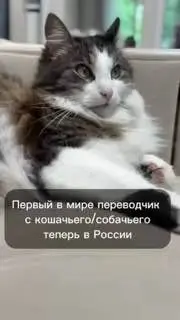 Российский ИИ-ошейник: новый способ понять эмоции питомцев