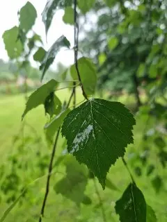 Прохладная неделя в Подмосковье: дожди и до +22°C