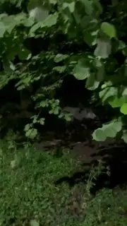 В парке «Мечта» заметили дикого кабана