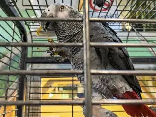 Попугай Ромка стал звездой монастыря: говорит молитвы и приветствует гостей
