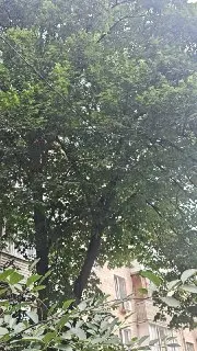 Опасные ветки угрожают жителям: жители бьют тревогу